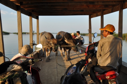 Water buffaloes "crossing" the Mekong river