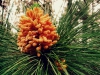 Young Canary pine pinecone / Jaunas Kanaru pušies kankorėžis