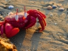 Red crab, he\'s got no idea I\'m right next to him