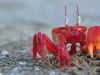 Red crab in fighting possition